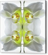 Yellow And White Orchid Acrylic Print