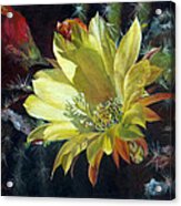 Yellow Argentine Giant Cactus Flower Acrylic Print
