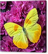Yellow Butterfly On Pink Azalea Acrylic Print