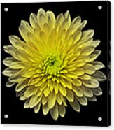 Yellow Chrysanthemum Iii Still Life Flower Art Poster Acrylic Print