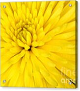 Yellow Chrysanthemum Acrylic Print