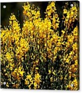 Yellow Cluster Flowers Acrylic Print