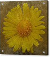 Yellow Daisy Acrylic Print