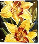 Yellow Daylilies Acrylic Print