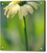 Yellow Echinacea (echinacea Hybrid) Acrylic Print