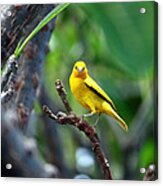 Yellow Finch Acrylic Print