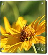 Yellow Flower Acrylic Print