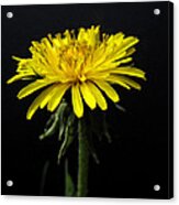 Yellow Flower Acrylic Print