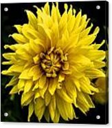 Yellow Flower Acrylic Print