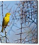 Yellow Galapagos Warbler Acrylic Print