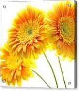 Yellow Gerber Trio Acrylic Print