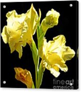 Yellow Gladioli Flowers 2 Acrylic Print