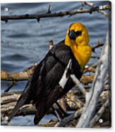 Yellow-headed Blackbird Acrylic Print