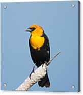 Yellow Headed Blackbird Acrylic Print