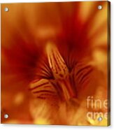 Yellow Into Red Acrylic Print
