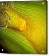 Yellow Iris Buds Acrylic Print