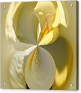 Yellow Iris Series 105 Acrylic Print