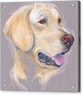 Yellow Labrador Retriever Portrait Acrylic Print