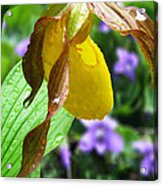 Yellow Lady Slipper Acrylic Print