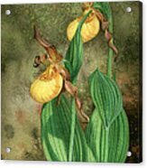 Yellow Lady's Slippers Acrylic Print