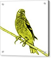 Yellow Lesser Goldfinch - 2235 F S M Acrylic Print