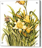 Yellow Lily Acrylic Print