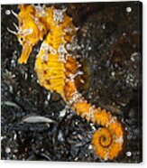 Yellow Longsnout Seahorse Acrylic Print