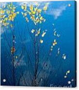 Yellow Notes Of Fall Acrylic Print