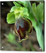 Yellow Ophrys Flower Acrylic Print