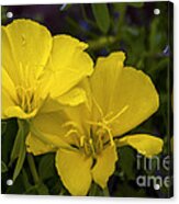 Yellow Primrose Acrylic Print
