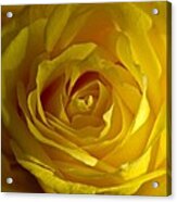 Yellow Rose Acrylic Print