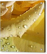 Yellow Rose Raindrops Acrylic Print