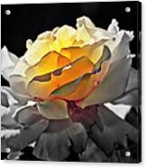 Yellow Rose Series - ...but Soul Is Alive Acrylic Print