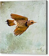 Yellow-shafted Northern Flicker In Flight Acrylic Print