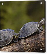 Yellow-spotted Amazon River Turtles Acrylic Print