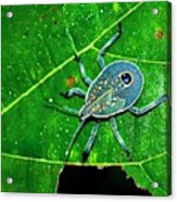 Yellow Spotted Stink Bug Acrylic Print