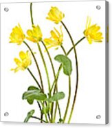 Yellow Spring Wild Flowers Marsh Marigolds Acrylic Print