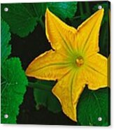 Yellow Squash Bloom Acrylic Print