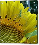 Yellow Sunflower With Green Spider Acrylic Print