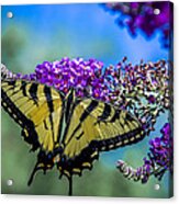 Yellow Swallowtail Acrylic Print