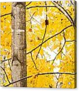 Yellow Tree Acrylic Print