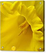 Yellow Trumpeter Acrylic Print