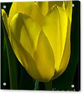 Yellow Tulip Acrylic Print