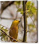Yellow Warbler In Spring Tree Top Acrylic Print