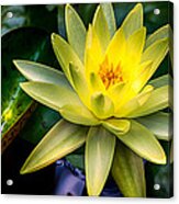 Yellow Water Lily Acrylic Print