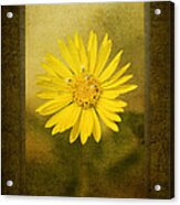 Yellow Wildflower Acrylic Print