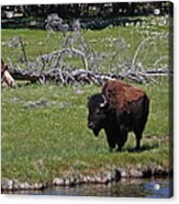 Yellowstone Bison By Nez Perce Creek Acrylic Print