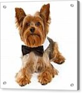 Yorkshire Terrier Dog With Black Tie Acrylic Print