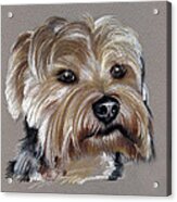 Yorkshire Terrier- Drawing Acrylic Print