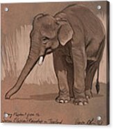 Young Asian Elephant Sketch Acrylic Print